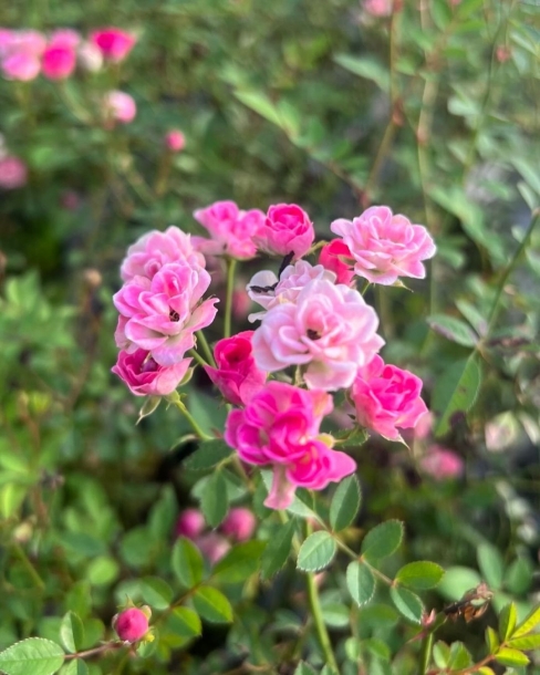 찔레장미