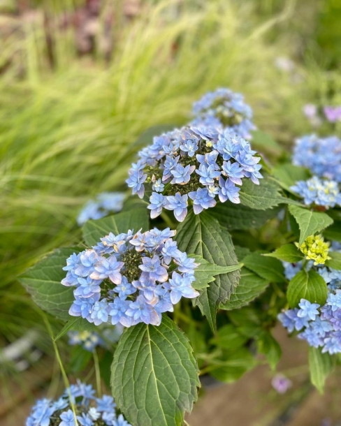 별수국