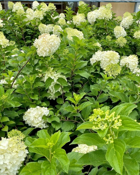 실버돌러 수국 