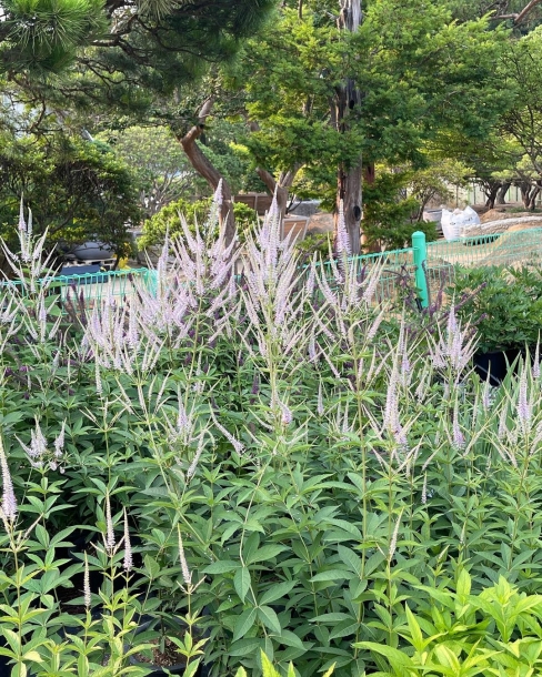 냉초