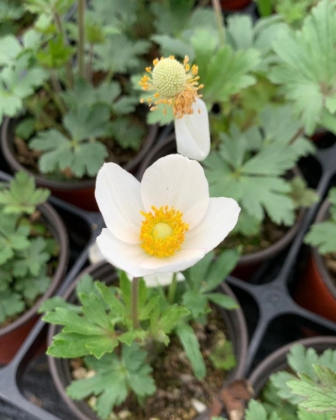 사계바람꽃