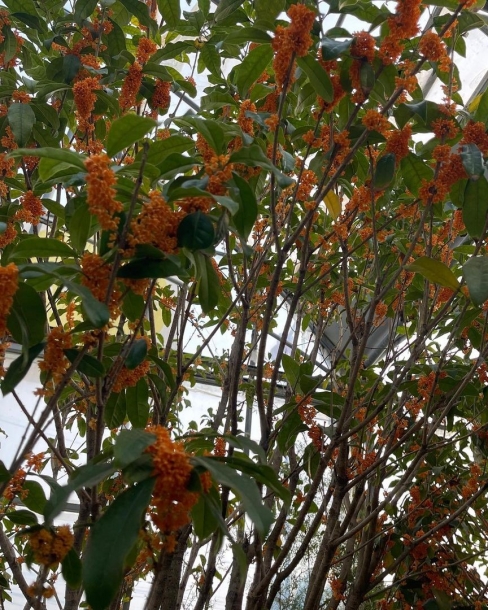 금목서