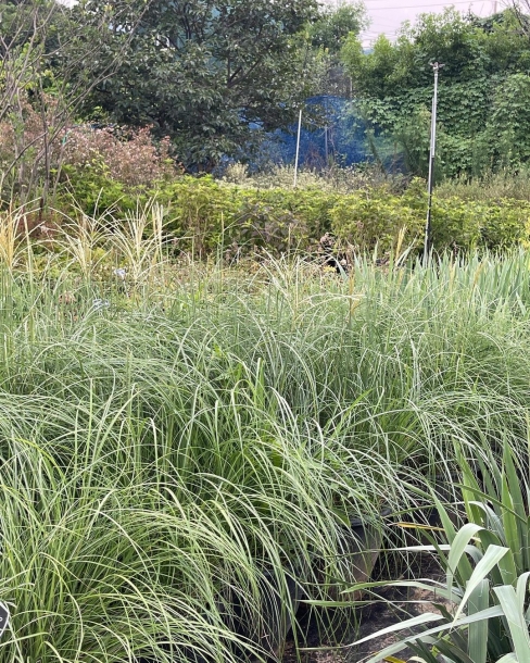 억새 아다지오