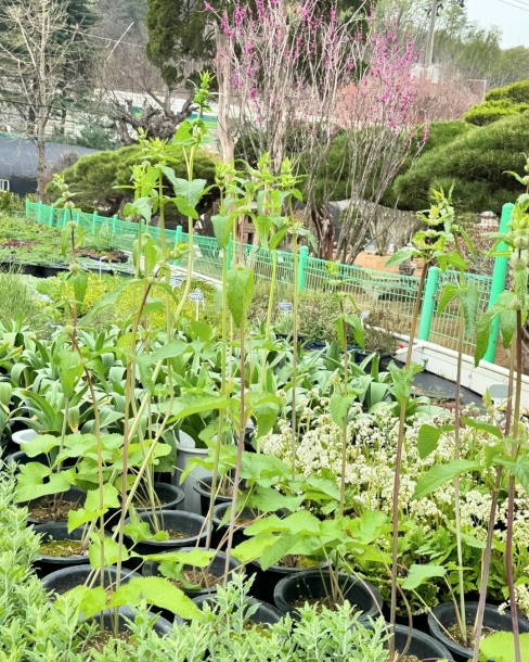 튜베로사 브론즈플라밍고