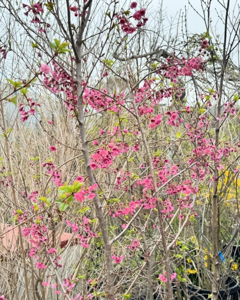 시월벚나무