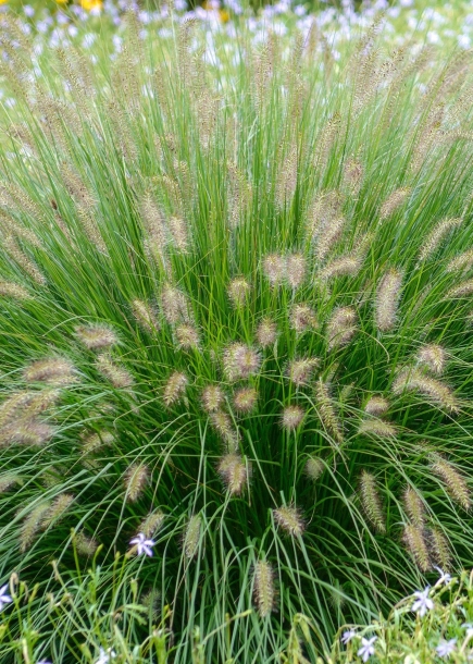 황금수크령 (수크령 루멘 골드, 제이에스 요메닉) 