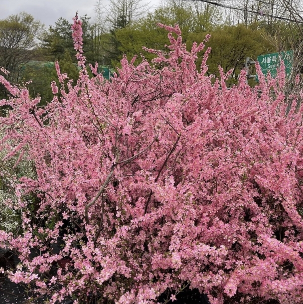 이스라지 (산앵두)