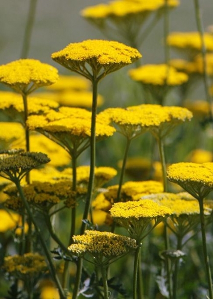 톱풀'파커스버라이어티'