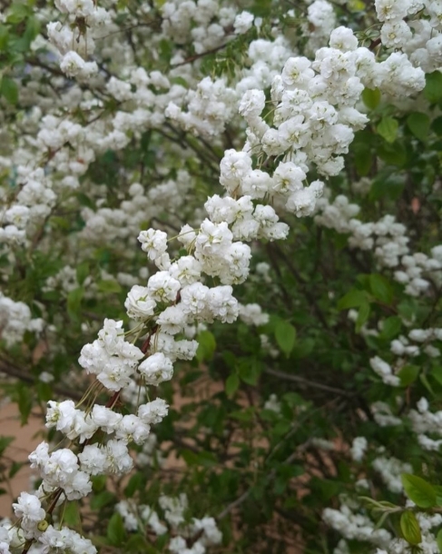 장미조팝 