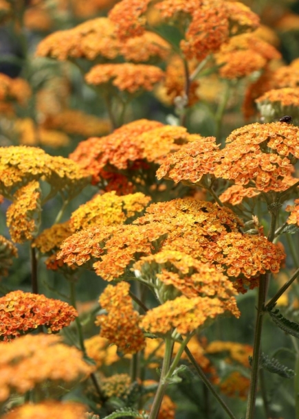 서양톱풀'테라코타'