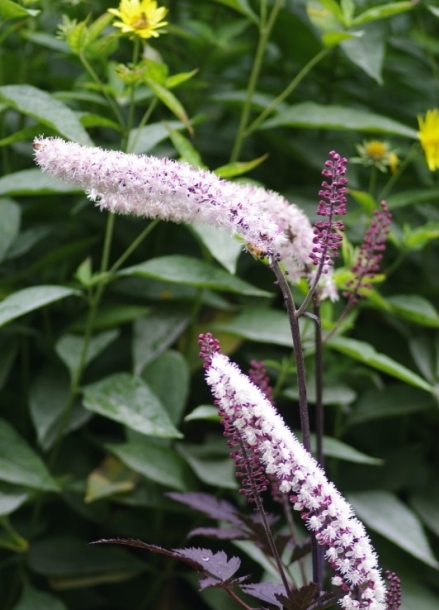 촛대승마'핑크스파이크'