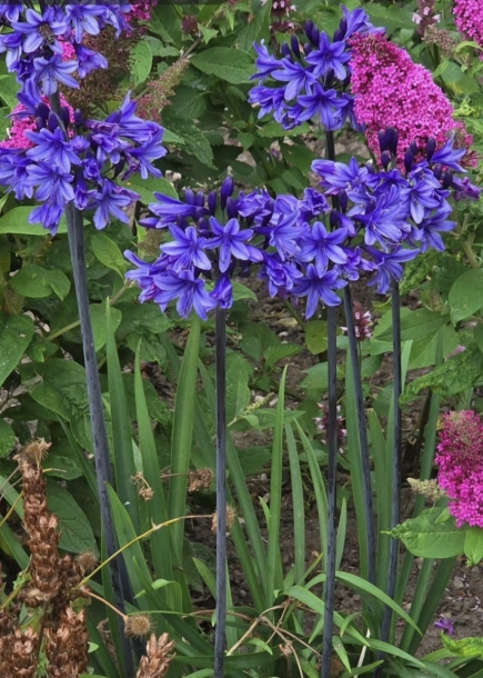 아가판서스'블랙애로우'