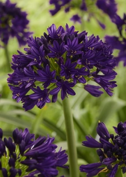 아가판서스'블랙잭'