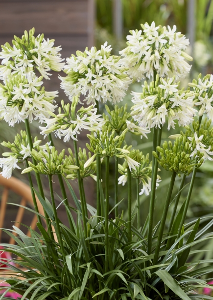 아가판서스'에메랄드아이스'