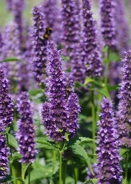 배초향'블랙애더'