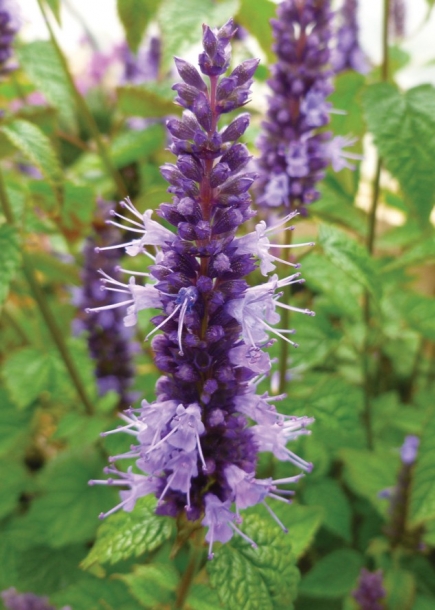 배초향'리틀애더'