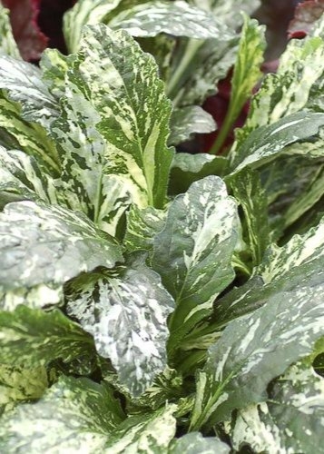 아주가'스파클러'