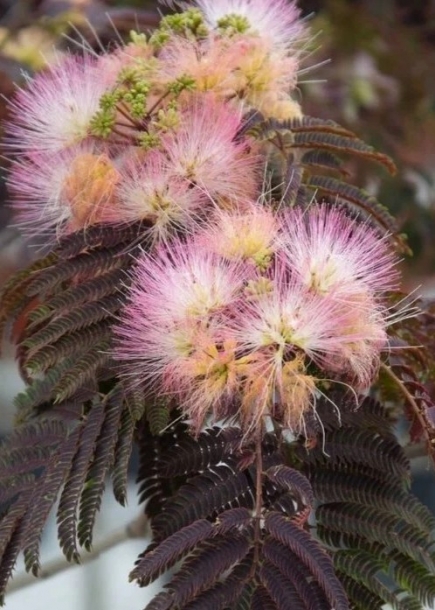 자귀나무'썸머초콜렛'