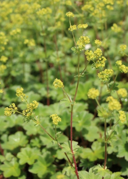 알케밀라에리트로포다