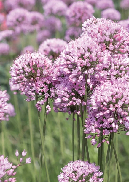 알리움'썸머뷰티'