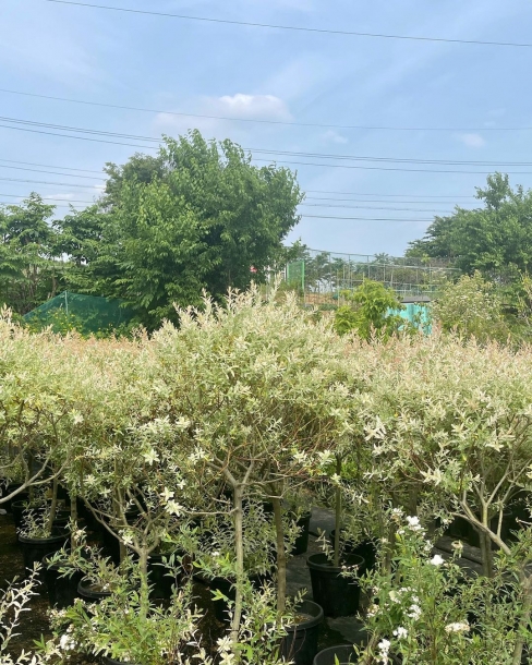 화이트핑크셀릭스 (삼색버드나무)