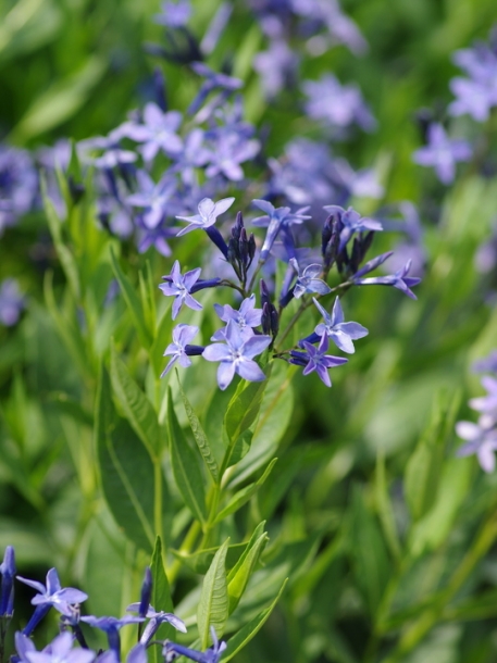 정향풀'블루아이스'