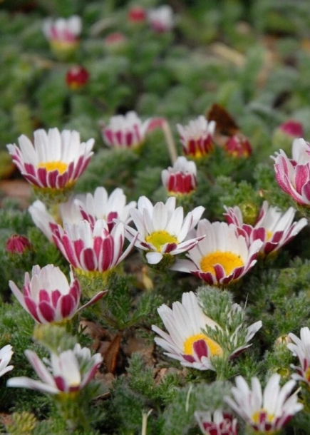 바위구름국화'실버쿠션'