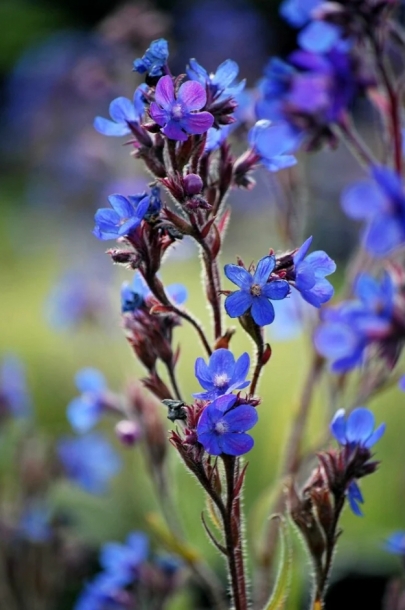 안추사'드롭모어'