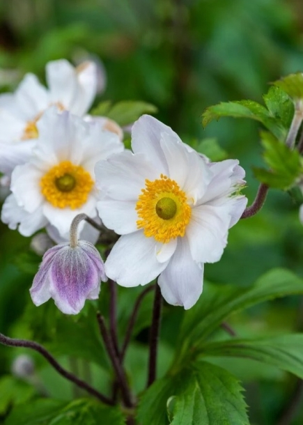 추명국'러플드스완'