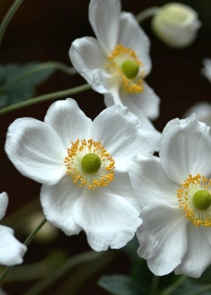 아네모네'안드레아앳킨슨'