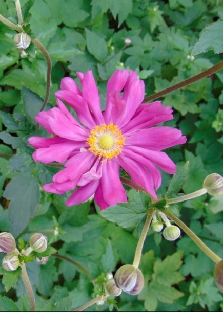 추명국'프린츠하인리히'