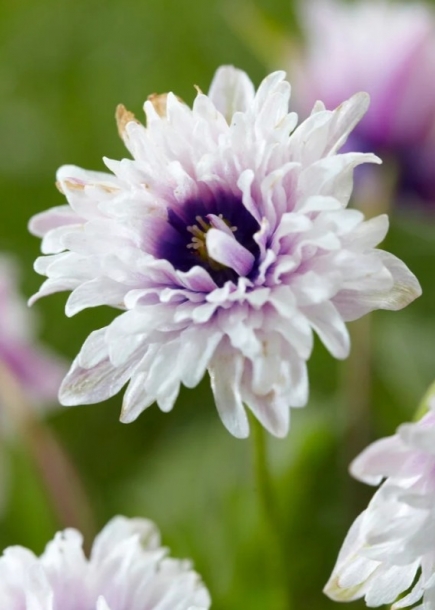 아네모네'블루아이즈'