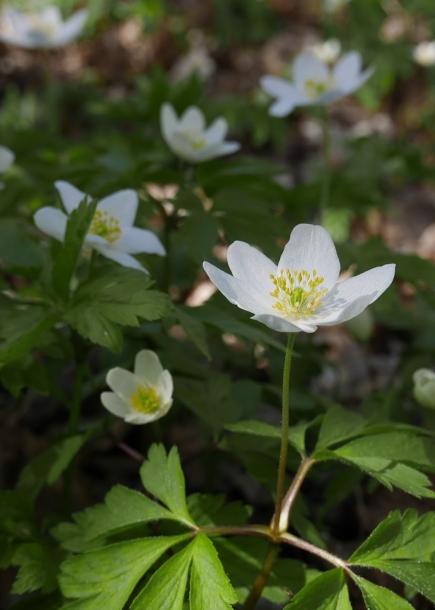 아네모네'리체트'