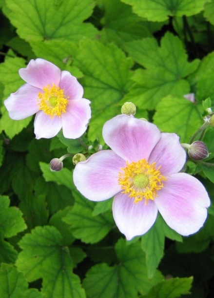 아네모네'로부스티시마'