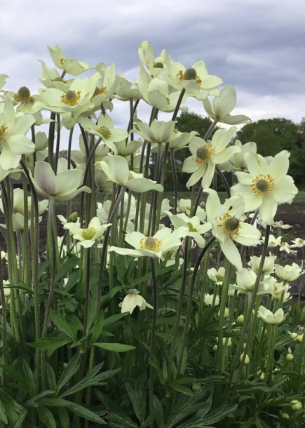 아네모네'스프링뷰티화이트'