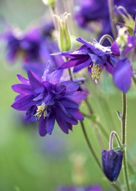 새매발톱'블루발로'