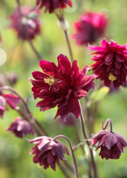 새매발톱'루비포트'