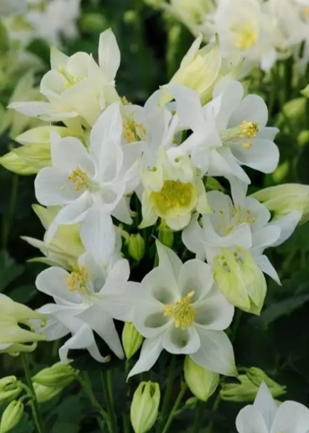 매발톱'윙키화이트'