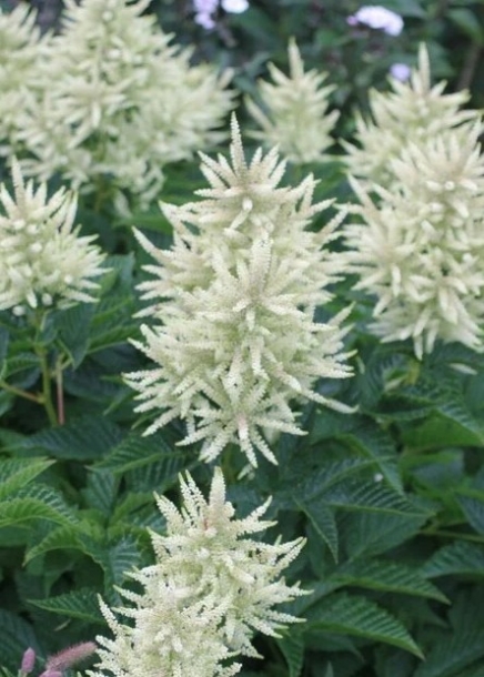 개승마'스파클스'