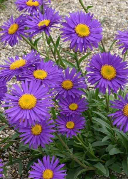 아스타'다크뷰티'