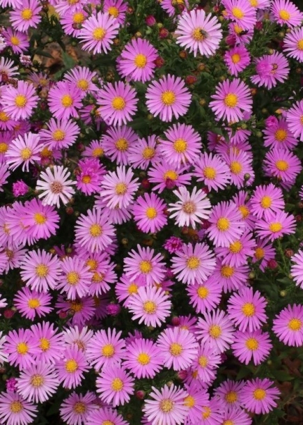 아스타'피터해리슨'