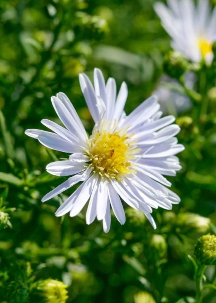 아스타'아폴로'