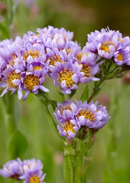 아스타'진다이'