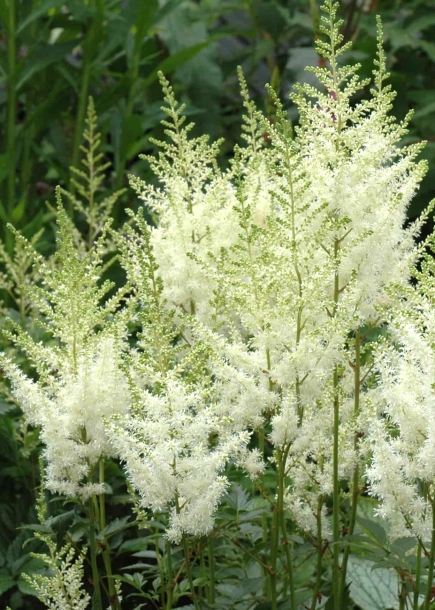 아스틸베'디아망'