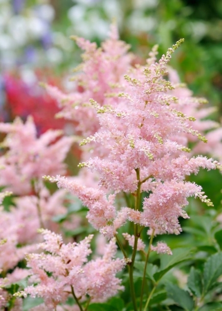 아스틸베'에리카'