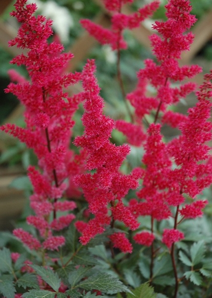 아스틸베'파날'