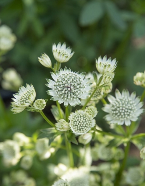 아스트란시아'아스트라화이트'