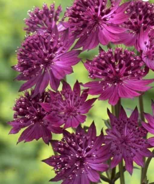 아스트란시아'레드프로미스'