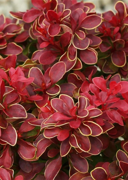 매자나무'치키타'