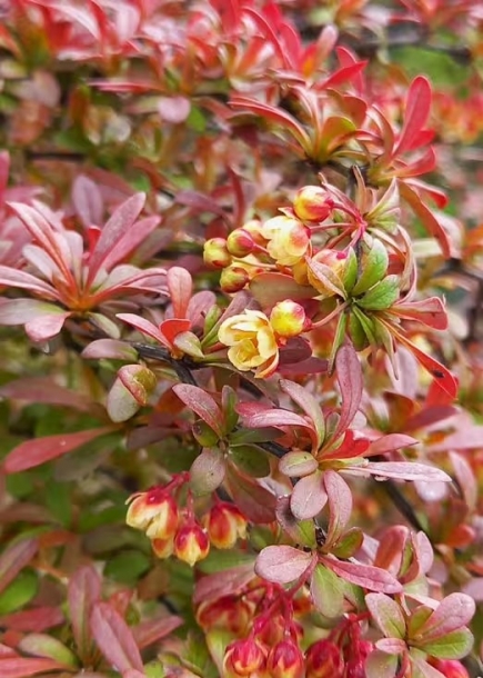 매자나무'오렌지드림'